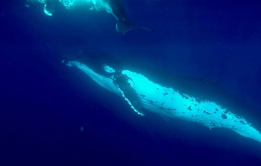 Sortie Baleine à Tahiti