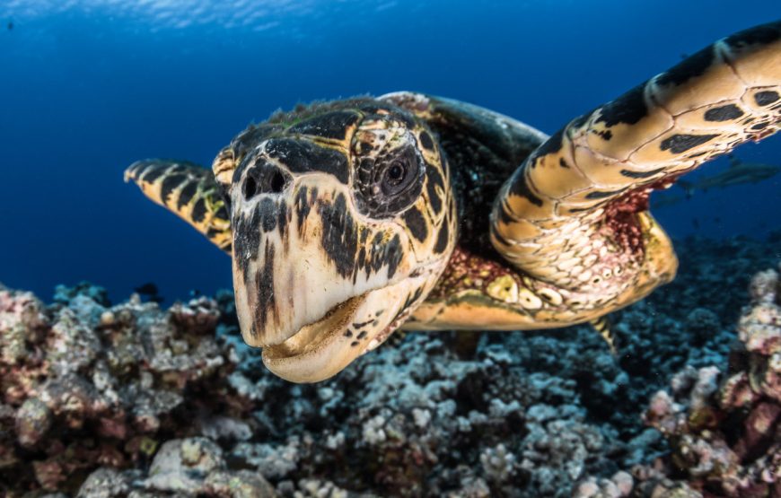 Aventure Polynésienne en famille : sur les pas de Vaiana