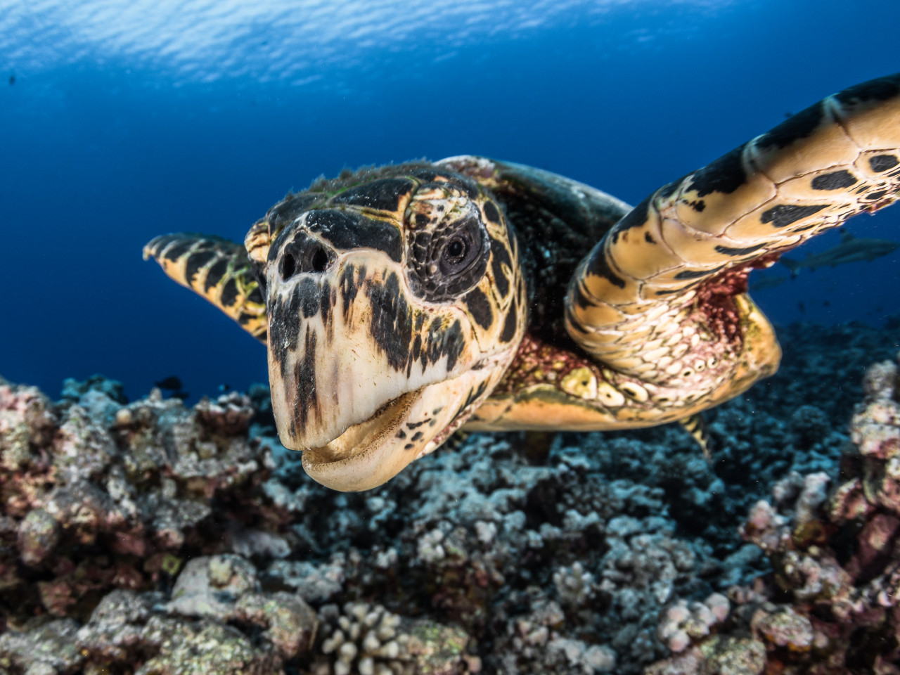 Jours 17 à 19 : Opération Tortue à Tahiti